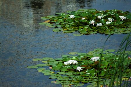 Landscape with white and yellow water lilies on the lake on a sunny day. Ukraine, Kiev.の写真素材
