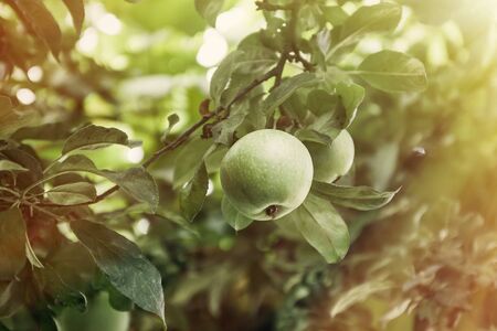 Fresh ripe green apples on tree in summer garden.の写真素材