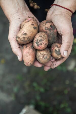 red dirty fruit potatoes in female hands, close-up. view from above. Copy spaceの写真素材