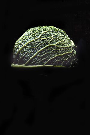 Savoy cabbage on a dark background close-up. Leaf, agriculture.の写真素材