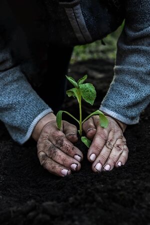 cropped female elderly hands plant a young plant of tomato seedlings in the ground. Concept, gardening, protection of young plants.の写真素材