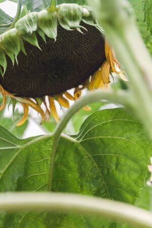 ripe sunflower plant, flower head close-up with seeds.の写真素材
