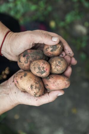 red dirty fruit potatoes in female hands, close-up. view from above. Copy spaceの写真素材