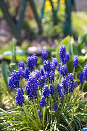 The first spring flowers are blue-violet muscari on a flowerbed in the garden on a sunny day. Close-up, selective focus.の写真素材