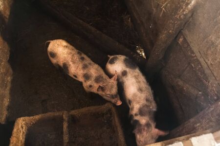 with a rustic home barn, two little piggy cubs running around.の写真素材