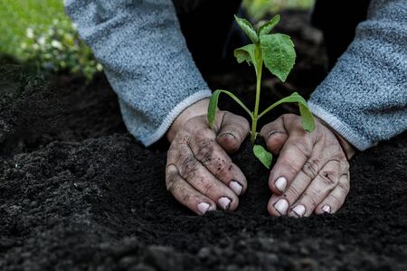 cropped female elderly hands plant a young plant of tomato seedlings in the ground. Concept, gardening, protection of young plantsの写真素材