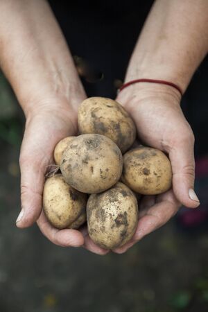 White dirty fruit potatoes in female hands, close-up. view from above. Copy spaceの写真素材