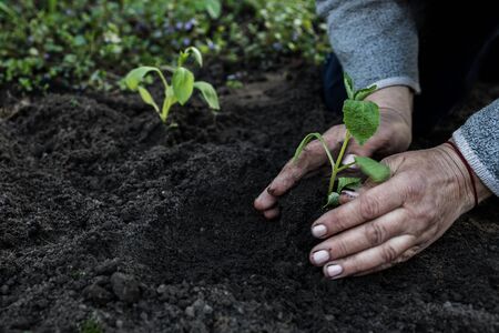 cropped female elderly hands plant a young plant of tomato seedlings in the ground. Concept, gardening, protection of young plants.の写真素材