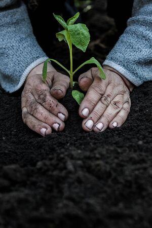cropped female elderly hands plant a young plant of tomato seedlings in the ground. Concept, gardening, protection of young plants.の写真素材