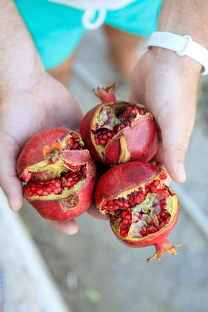 in mens hands three ripe juicy pomegranate fruit. View from above.の写真素材