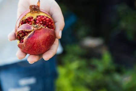 in female hands ripe juicy pomegranate fruit. Copy space. View from above.の写真素材