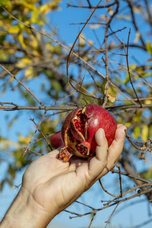 Male hand harvest a pomegranate fruit out of its tree in the garden. Sunset light. soft selective focus, space for text.の写真素材