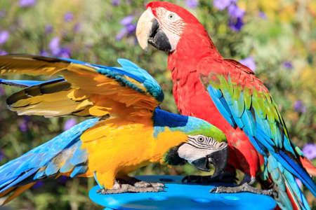 Couple of two multi-colored macaw parrots kissing and chatting while sitting on a chair on the beach in a hotel in Turkeyの写真素材
