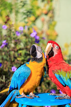 Couple of two multi-colored macaw parrots kissing and chatting while sitting on a chair on the beach in a hotel in Turkeyの写真素材