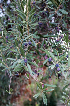 Ripe juicy fruits of olives on a tree in a Turkish village. Gardeningの写真素材
