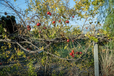 Ripe juicy burst pomegranates on a tree in a Turkish village. Gardeningの写真素材