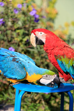 Couple of two multi-colored macaw parrots kissing and chatting while sitting on a chair on the beach in a hotel in Turkeyの写真素材