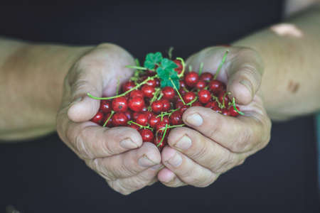harvest of juicy fresh red currant in female hands, close-upの写真素材