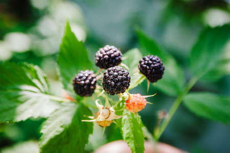 Black raspberry Rubus occidentalis of berries ripening closeupの写真素材