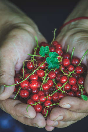 harvest of juicy fresh red currant in female hands, close-up