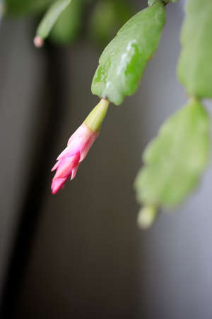 Close up red, pink yellow colored Schlumbergera Christmas cactus houseplant in green blurred background. Blooming Schlumbergera Christmas Cactus. Selective focusの写真素材