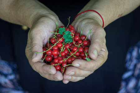 harvest of juicy fresh red currant in female hands, close-up.の写真素材