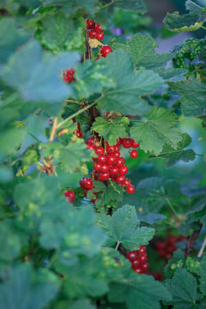 Summer bush with mature berries of a red currant. Fresh redcurrant fruit in the gardenの写真素材