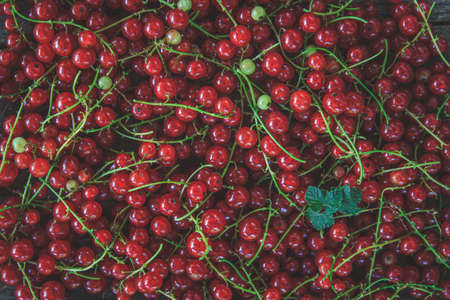 background of juicy red currants, close-up.の写真素材