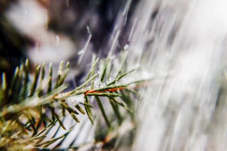 snow on the branches of pine needles, close-upの写真素材