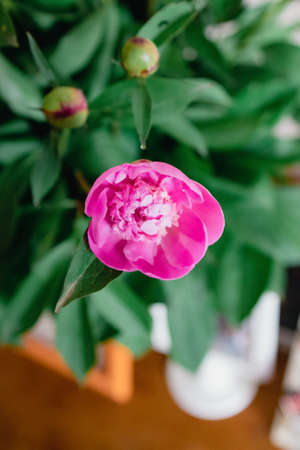 bouquet of fresh peonies buds with one pink flower, copy space.の写真素材