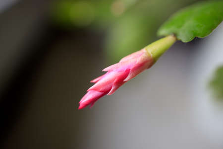 Close up red, pink yellow colored Schlumbergera Christmas cactus houseplant in green blurred background. Blooming Schlumbergera Christmas Cactus. Selective focusの写真素材