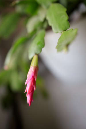 Close up red, pink yellow colored Schlumbergera Christmas cactus houseplant in green blurred background. Blooming Schlumbergera Christmas Cactus. Selective focusの写真素材