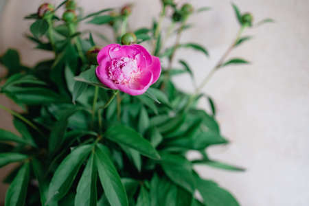 bouquet of fresh peonies buds with one pink flower, copy space.の写真素材
