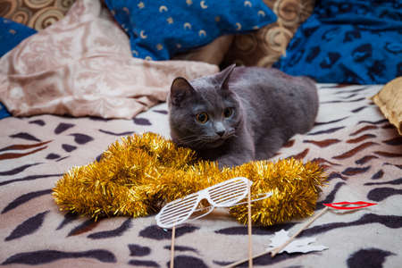 A gray British cat plays a golden giraffe near the New Year's Christmas treeの写真素材