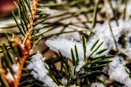 snow on the branches of pine needles, close-up