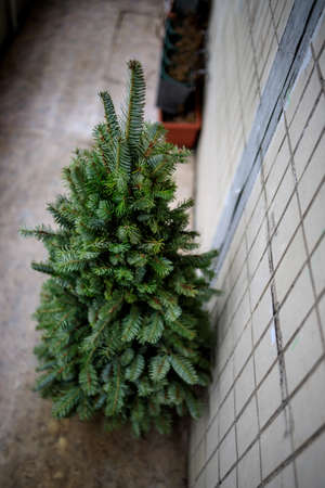 there is a fresh fir tree on the balcony for Christmas decorationの写真素材