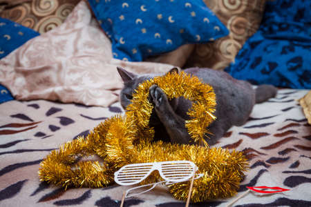 A gray British cat plays a golden giraffe near the New Year's Christmas treeの写真素材