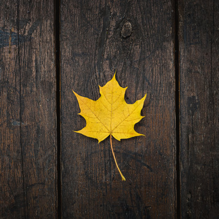 The yellow-orange fallen maple leaf lies on a dark wooden old background. Save the space. View from above.の写真素材