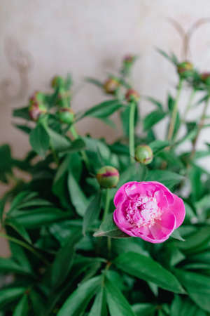 bouquet of fresh peonies buds with one pink flower, copy space.の写真素材