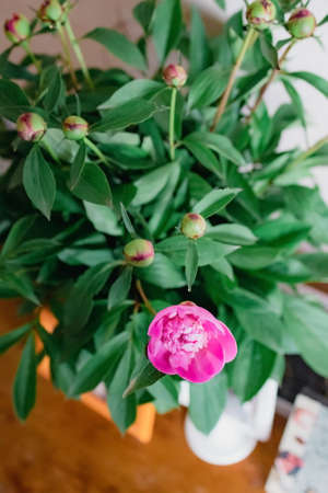 bouquet of fresh peonies buds with one pink flower, copy space.の写真素材