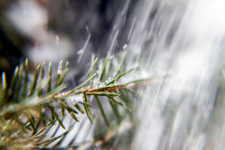 littered spruce pine branch, close-up.の写真素材
