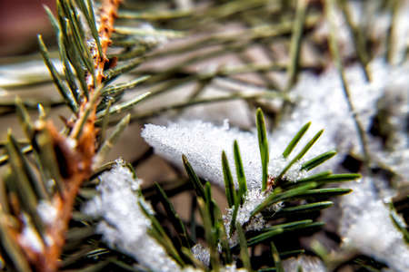 littered spruce pine branch, close-up.の写真素材