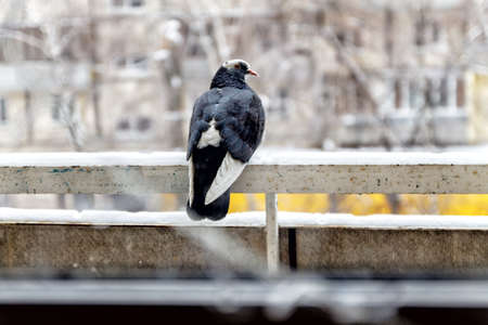 pigeon sitting on a snow fence.の写真素材