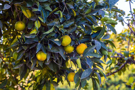 oranges and tangerines on a tree in turkey.の写真素材