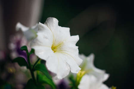 white petunia flowers in a balcony box.の写真素材