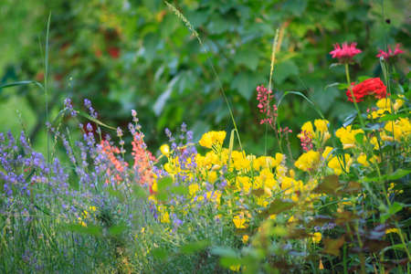 varied bright flowers in the meadow. Summer background. Copy space.の写真素材