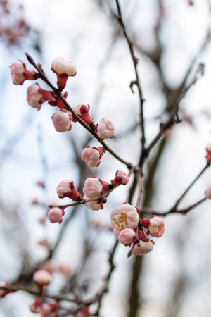 apricot branches with buds against the sky in blurの写真素材