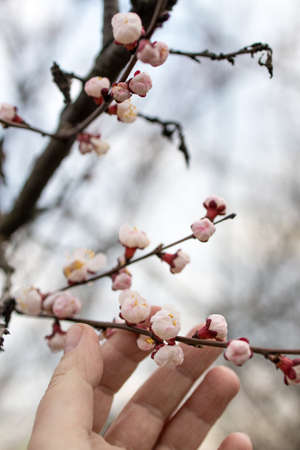 female hand on the background of apricot branches with buds on the background of the sky in blurの写真素材