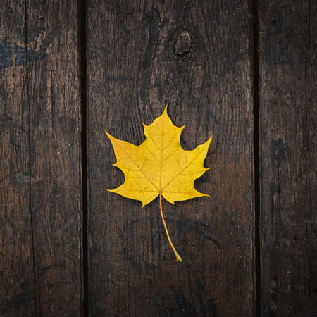 The yellow-orange fallen maple leaf lies on a dark wooden old background. Save the space. View from aboveの写真素材