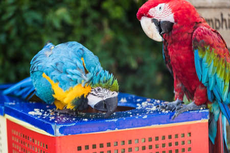 two macaw parrots eat food.の写真素材